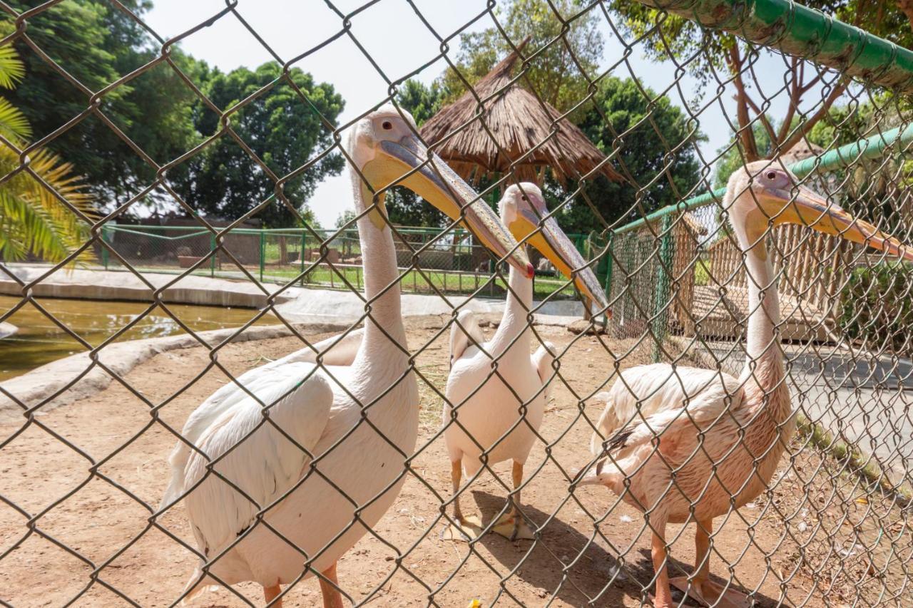 Jolie Ville Hotel & Spa Kings Island Luxor Buitenkant foto Pelicans at the zoo